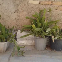 گل کاکتوس|گل و گیاه طبیعی|شاهدشهر, |دیوار
