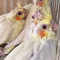 جوجه عروس هلندی و کوتوله