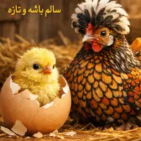 جوجه مرغ بوقلمون اردک ارگانیک