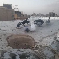 هوایی مشتی