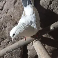 کبوتر گرفتنی