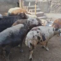 میش|حیوانات مزرعه|نائین, |دیوار