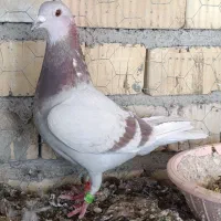 کبوتر مسجدی ماده