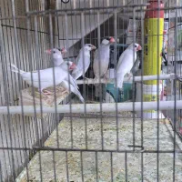 قناری|پرنده|بوکان, |دیوار