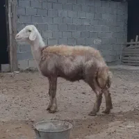 گوسفند|حیوانات مزرعه|سیمین شهر, |دیوار