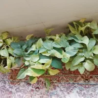 گل و گیاه طبیعی