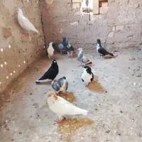 کفتر پرشی