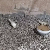 جفت عروس لوتینو