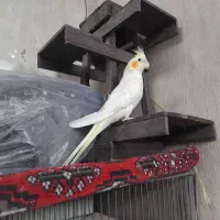 عروس هلندی