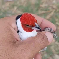 جوجه سره نوک بادمجونی وسیبل زده جفتی ۳ تومن