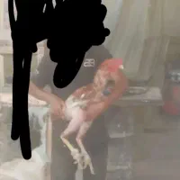 تخم نطفه دار لاری دانه ۱۱۰