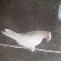 دوتا کبوتر گرفتنی