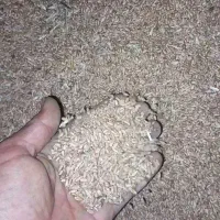 گندم