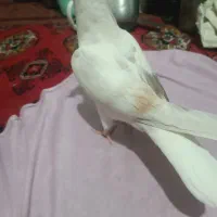 دو کت دم سفید