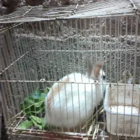 بچه خرگوش