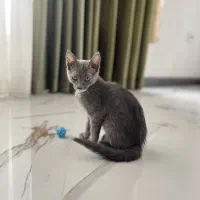 گربه راشن بلو