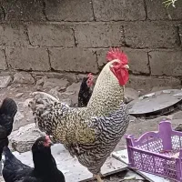 خروس آمروک.سالم و جوان.وزن بالای ۳کیلو.مرغ گیر.