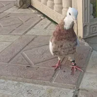 کبوتر طوقی سرور نر
