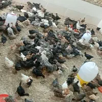جوجه محلی گردن لخت