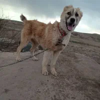 سگ نر خراسانی