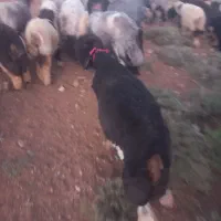 بره قوچی درجه ۱