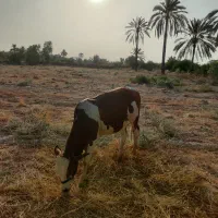 گوساله نر