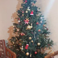 کاج کریسمس