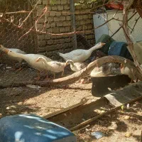 قاز