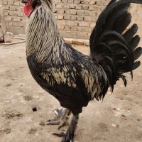 خروس بومی یکساله