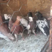 پلاکی