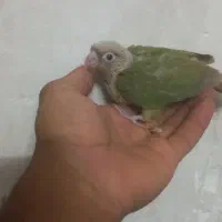 باسلام دوستان عزیز ۴عدد جوجه گرینچیک سرلاکی