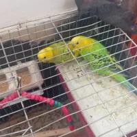 یک جفت مرغ عشق