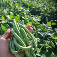 لوبیا سبز و گوجه‌فرنگی