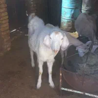 چپش