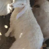 دوتا بره نر