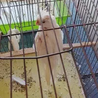 دوتا پرنده ماده بالغ