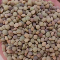 عدس بومی