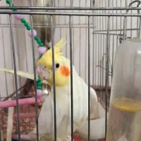 عروس هلندی نر و ماده بدون قفس
