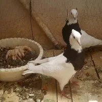 کبوتر طوقی معاوضه با کوتوله یا عروس هلندی