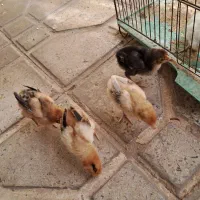 جوجه لاری و مرغ و خروس گلین