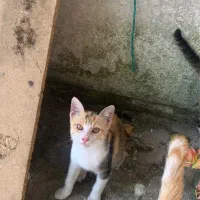 واگذاری رایگان دوتا گربه خوشگل