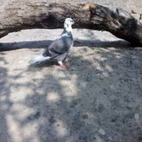 کبوتر