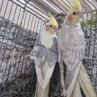 عروس هلندی نرو ماده