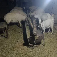 گوسفند فروشی