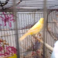 قناری نر لیمویی  زیبا بدون پر شکسته