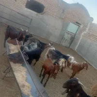 باسلام تعداد میش چاق بفروش میرسد