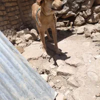 توله لاس سرابی ۸ماهه همه چی تموم