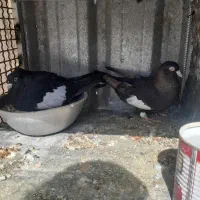 نرو ماده سرک به شرط تخم و جوجه