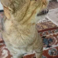 گربه