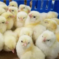 جوجه مرغ گوشتی نژاد راس و آرین